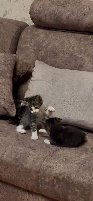 продажа котят мейн кун: Майнкун метисы Отец - дворовой крутыш🦁(крупный) Мать - Майнкун к — 9