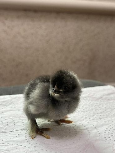 рыба для аквариума: Продаю | Цыплята | Домашняя | Для разведения — 2