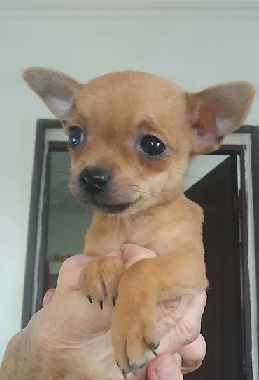 Чихуахуа, 2 месяца, Самец