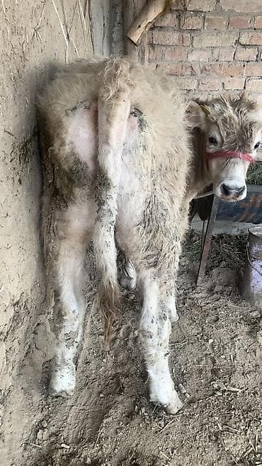 ко шомо: Продаю | Бык (самец), Музоо, торпок — 2