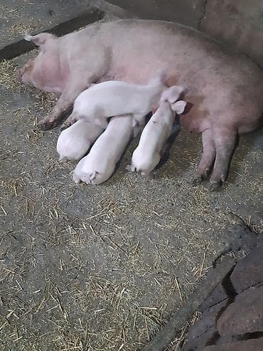 ежик купить: Продаются поросята, крупная белая, родились 16 января, зубки — 9
