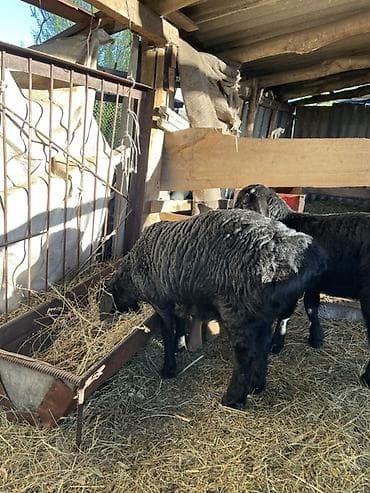 яйцо страуса: Продаю | Овца (самка), Ягненок | Арашан | Для разведения | Ярка — 4