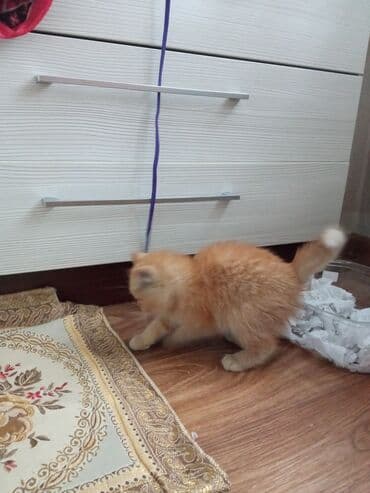 питомник кошек: Рыжий пушистый котёнок, нашли сегодня на улице, себе не можем — 4