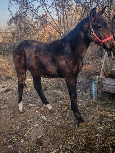 продажа собак чихуахуа: Продаю | Жеребец | Конный спорт — 2