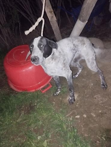 стаффордширский терьер купить: Собака даром: Дратхаар, 11 месяцев, Самец, С родословной — 1