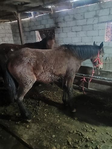 собака для ахоты: Продаю | Кобыла (самка) | Рабочий — 1