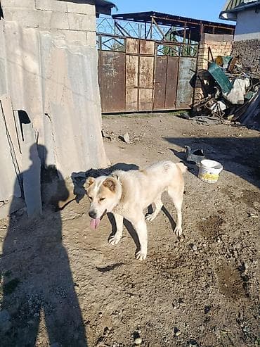 отдам хаски в добрые руки: Собака крупного размера, светлая (кремово-белый окрас с рыжеватыми — 1