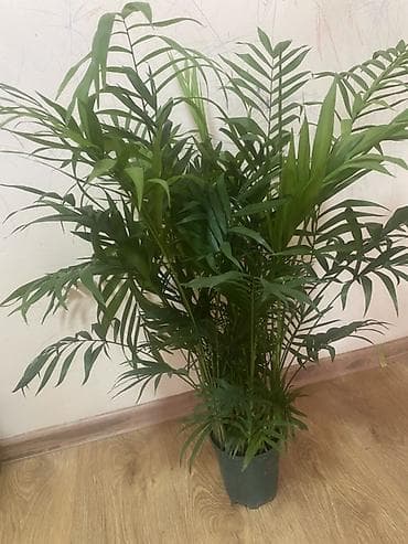 led matrix panel: Комнатные растения в горшках 1) Замиокулькас (Zamioculcas zamiifolia) — 4