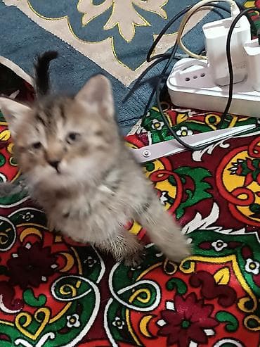 тигры: Котята домашние, разного окраса и шерстности. Описание: - Возраст — 3