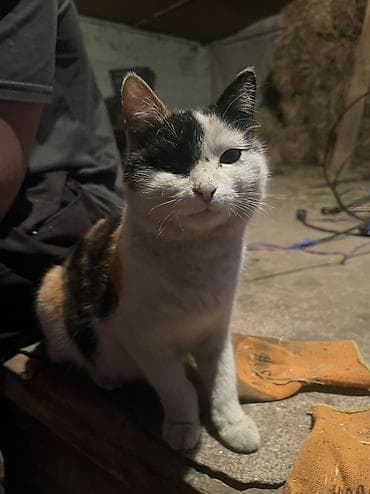 кошка породистый: Бесплатно. - Трёхцветные (черно-рыже-белые) с выразительными — 6