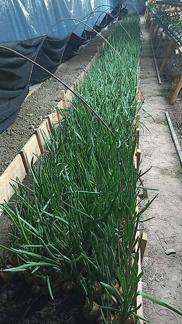 Промышленная химия: Лук — 3