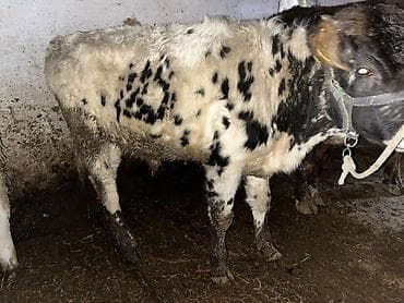 Грызуны: Продаю | Бык (самец) | На откорм, Для разведения — 4