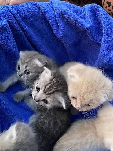 кошка породы мейн кун: Котята с короткими ушками - Пушистые малыши с выразительными глазами — 5