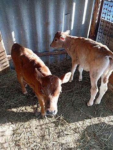 сом рыба: Продаю | Тёлка, Музоо, торпок | На откорм — 4