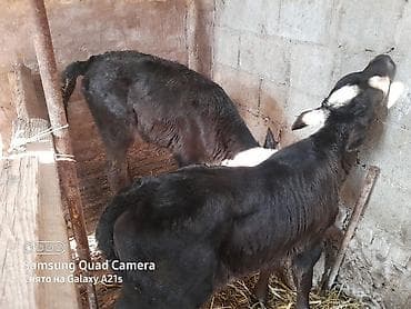 Ветеринар кызматы: Сатам | Музоо | Ангус | Көбөйтүү үчүн | Асыл тукумдуу — 4