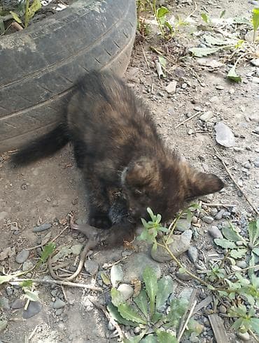 Отдам котят в хорошие руки бесплатно мама хорошая крысолов at lalafo.kg Отдам котят в хорошие руки бесплатно мама хорошая крысолов