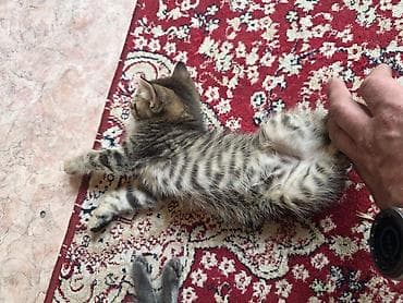 котята сфинкс: Отдам в хорошие руки Котята, помёт домашний. Несколько малышей разной — 4