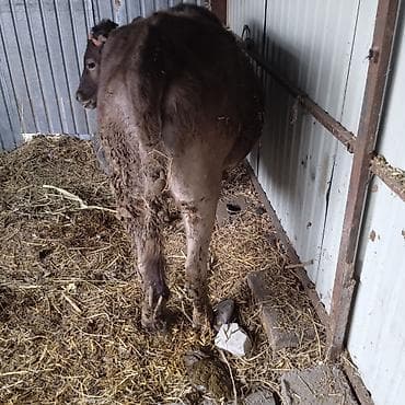 швицкая корова: Продаю | Тёлка | Швицкая | Для разведения | Привязанные — 6