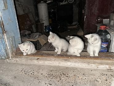 Мышыктар: Белоснежные котята - Окрас: сплошной белый, пушистая шёрстка. - — 3