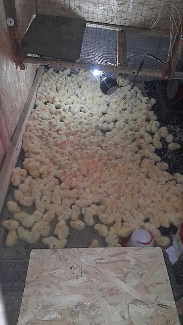 Продам цеплята несушки цена 80 сом цыплята все привиты антибиотики