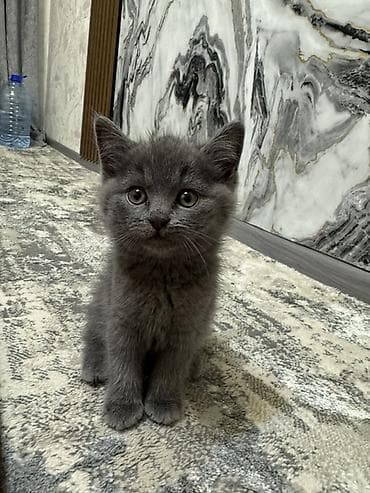 Грызуны: Британский котёнок, окрас(серый). - Порода: британский прямоухой — — 2