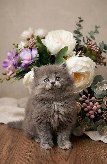 Скотиш Фолд (Шотландская вислоухая), 1 месяц, Девочка, Приучена к лотку, Проглистована