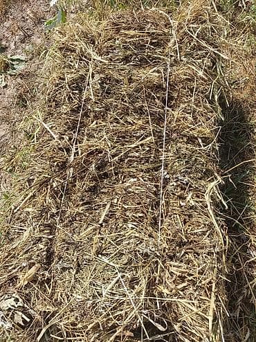 собака бишкек: Продам сено в тюках, разнотравье. С поля, самовывоз — 2