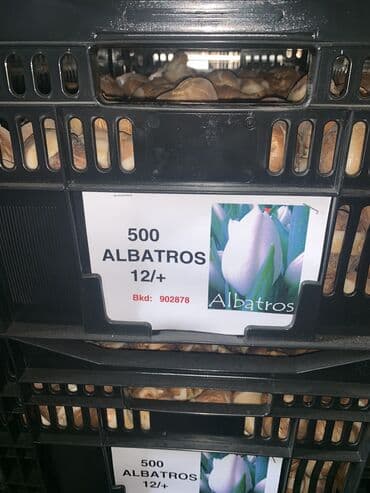 тюльпан оптом бишкек: Принимаем заказы на луковицу тюльпана, гиацинта, крокуса — 17