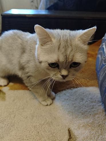 купить котенка сфинкса: Шотландский котёнок с серебристым окрасом (shaded/silver). Крупные — 2