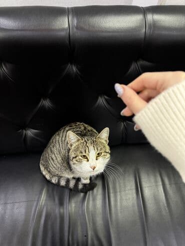 сиамская вислоухая кошка: Кошка даром: Беспородная, Мальчик, Метис — 3