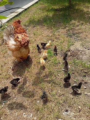 Птицы: Эне тоок сатылат жожолору менен13жожосу менен,озу ачкан инкубатор — 3