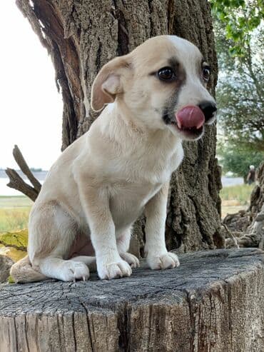 питомники собак бишкек: Отдадим в хорошие руки. Два мальчика и девочка. Прививки поставлены,от — 7