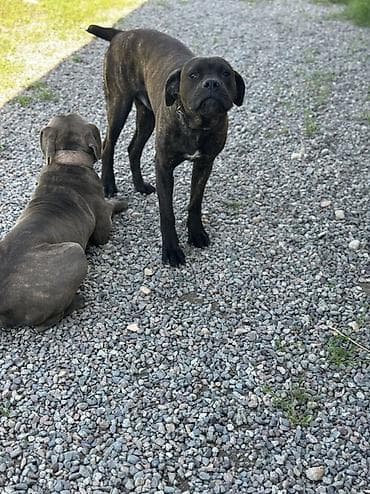 собаки пидбуль: Продается собака кане корсо, тигровый окрас (темно-коричневый с — 4