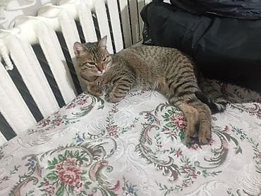 сибирская трехцветная кошка: Кошка тигрового окраса (короткошёрстная). Особенности: - Окрас — 2