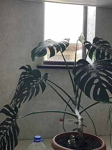 почва для посадки: Монстера делициоза (Monstera deliciosa), взрослое комнатное растение в — 2