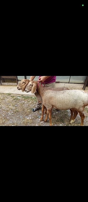 Продаю | Овца (самка) | Арашан | Для разведения | Ярка