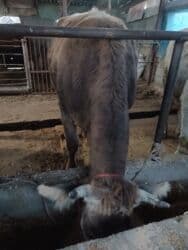 дом для животных: Сатам | Уй (ургаачы) | Швиц | Көбөйтүү үчүн, Сүт алуу үчүн | Асыл тукумдуу, Бооз, Жасалма уруктандырылган — 6