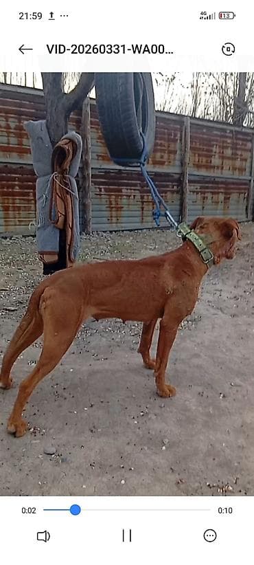 аргентинский док: Питбуль, 2 года, Самка, С прививкой — 1