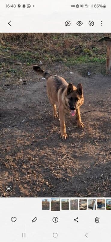 лабрадор фото цена: Немецкая овчарка, 6 месяцев, Самец — 2