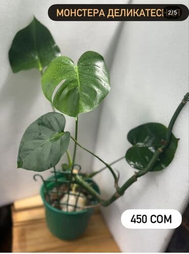 продам рассаду: Монстера деликатесная монстера минима 250-300 сомцена на фото — 2