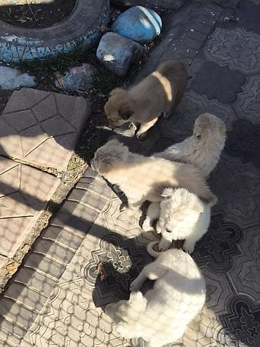 пидбуль щенок в оше эркек: Отдам в Хорошие Руки. Приезжайте выбирайте. БЕСПЛАТНО !!!. Дмитрий- — 8