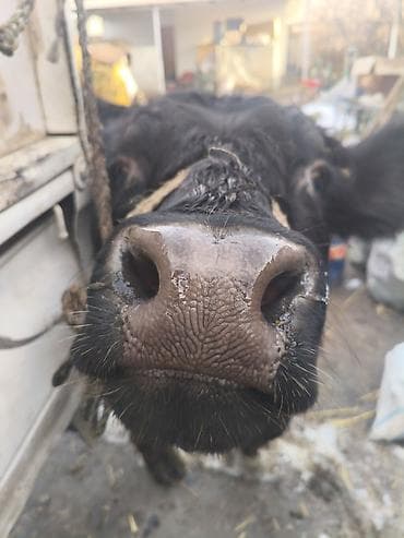 Үй жаныбарлары: Сатам | Бука (эркек) | Бордоп семиртүү үчүн | Байланган — 2