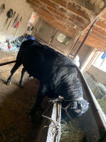 собака дом: Продаю | Бык (самец) | На откорм | Привязанные — 2