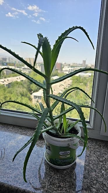 aloe: Целебный хороший алоэ 3 года! с детками Неприхотлив в уходе. Яркий — 7