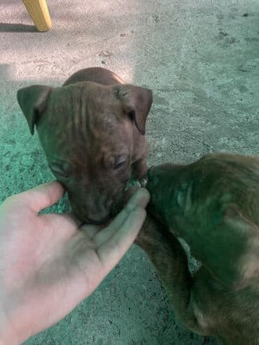 животные в добрые руки: Амстафф, 2 месяца, Самка, С прививкой — 3