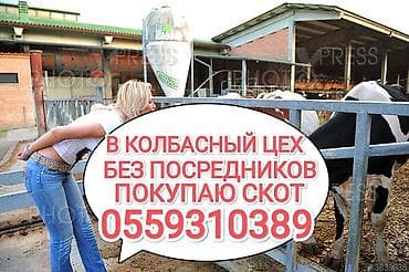 Закупка сельскохозяйственного скота для колбасного цеха - Прямой