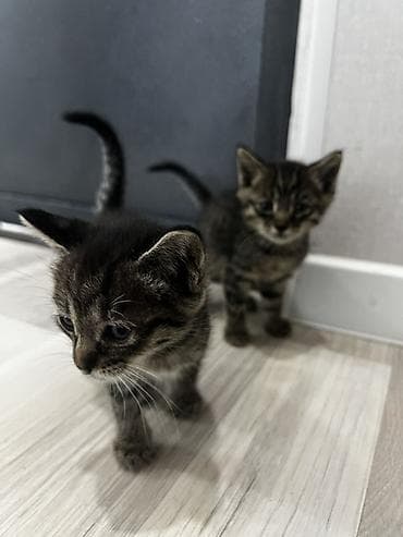 отдам породистых котят: Котёнок тигрового окраса. продаются обои один мальчик вторая девочка — 5