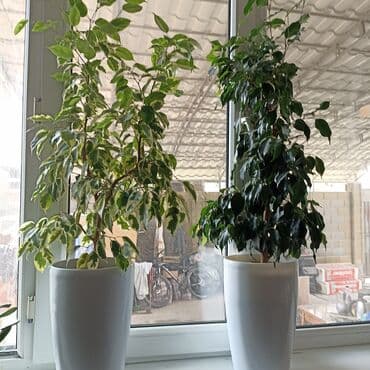 сколько стоят гипсофилы: Много цветов домашних доллары,женское счастье,юкка — 1