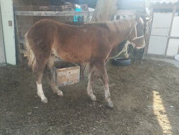 трекер для животных: Продаю | Жеребенок | Для разведения | Племенные — 2