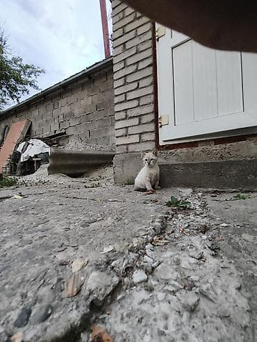 отдам даром комнатные цветы: Это тайская маскарадная гладко шорстная порода котят Отдам даром 1.5 — 3